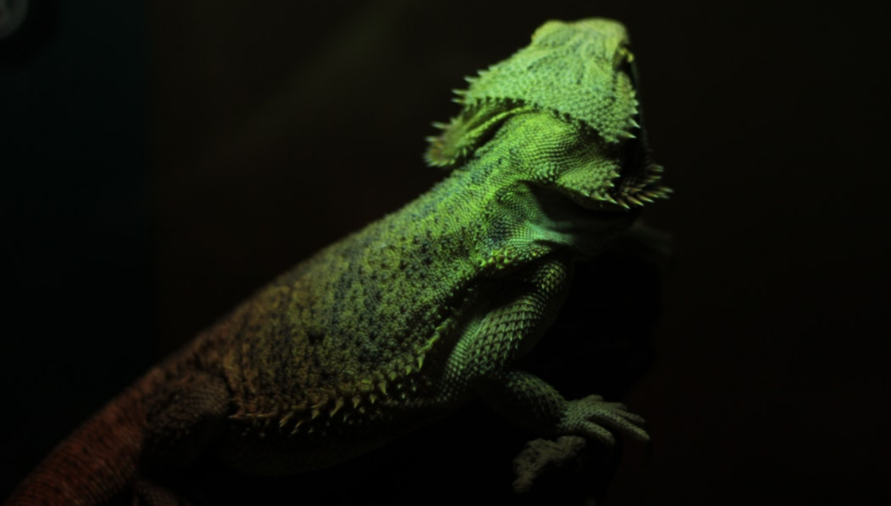 Imagen de Iguana