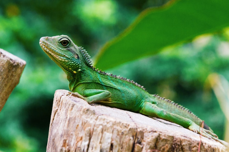 imagen de iguana chica