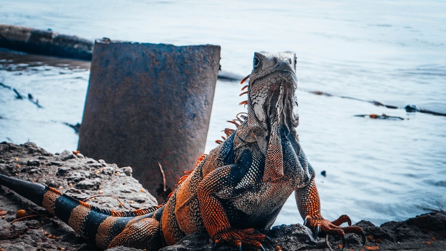imagen de iguana mirando el mar