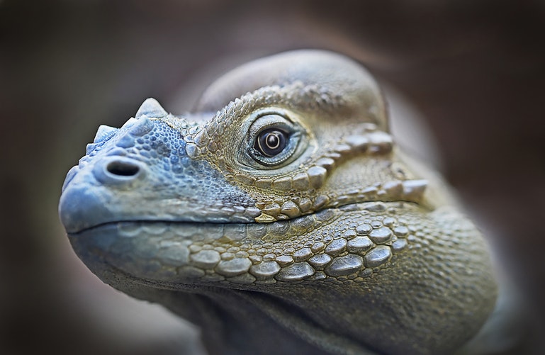 imagen de cara de iguana