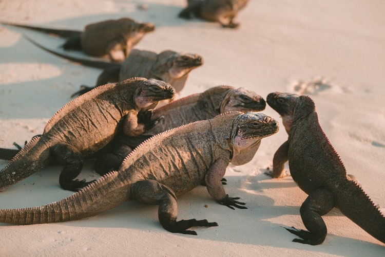 imagen de hartas iguanas